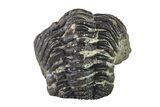 Bargain, Wide, Partially Enrolled Morocops Trilobite - Morocco #157103-2